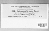 Melampsora caprearum image